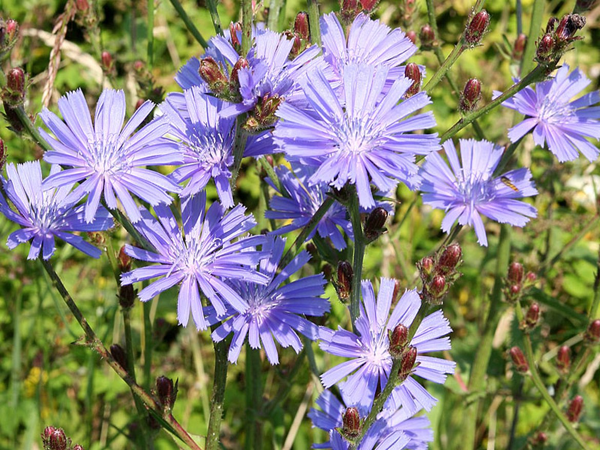 Chicory – Form and Function