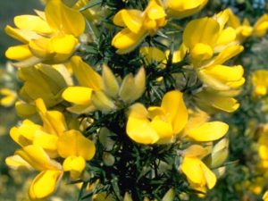 Gorse