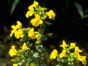 Mimulus