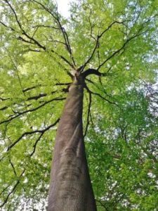 Beech. For those who feel the need to see more good and beauty in all that surrounds them