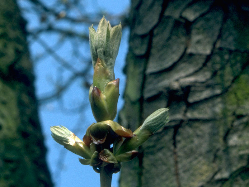 Chestnut Bud. For those who do not take full advantage of observation and experience