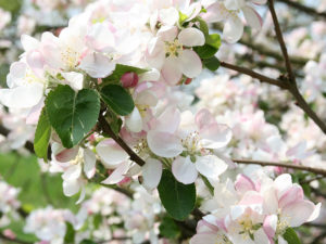 Crab Apple. This is the remedy of cleansing. For those who feel as if they had something not quite clean