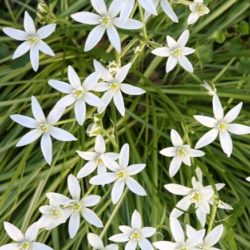 Star of Bethlehem. For those in great distress under conditions which for a time produce great unhappiness