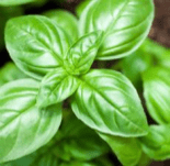 In Shanti we have Basil essential oil that is used in herbal remedies and medicines