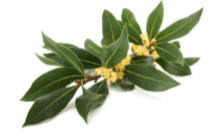 In Shanti we have Bay laurel oil that has a powerful, spicy-medicinal odor