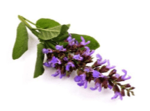In Shanti we have Clary sage essential oil for the emotions of everyday life