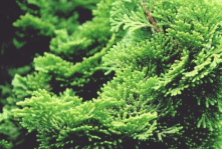 Cypress essential oil – Cupressus Sempervirens Leaf Oil