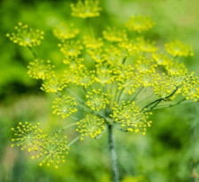 In Shanti we have Fennel oil that has cleansing, toning, purifying and stimulating properties