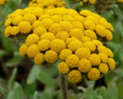 In Shanti we have Helichrysum essential oil that is often referred to as Everlasting or Immortelle