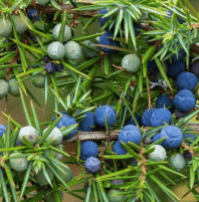 In Shanti we have Juniper berry essential oil that has antiseptic and astringent properties