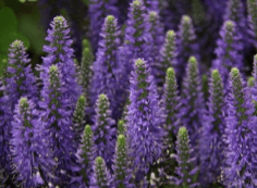 Lavender FRENCH – Lavandula Angustifolia (Lavender) Flower Oil