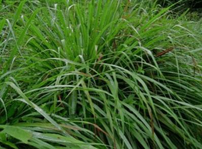 Lemongrass essential oil – Cymbopogon Flexuosus Oil