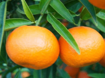 Mandarin (Red) essential oil – Citrus Nobilis (Mandarin Orange) Peel Oil