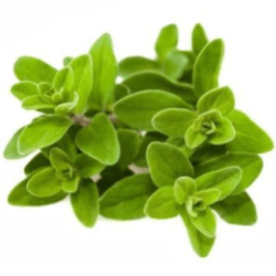In Shanti we have Marjoram essential oil that promotes relaxation for mind and body