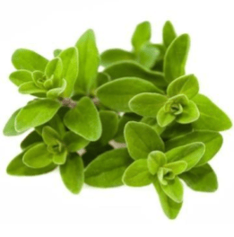 In Shanti we have Marjoram essential oil that promotes relaxation for mind and body