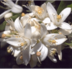 In Shanti we have Neroli essential oil that is rejuvenating for all skin types