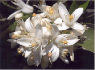 Neroli oil (light) essential oil – Citrus Aurantium Amara Flower Oil, Parfum