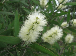 Niaouli essential oil – Melaleuca Viridiflora Leaf Oil