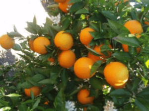 ORANGE SWEET essential oil – Citrus Aurantium Dulcis (Orange) Peel Oil