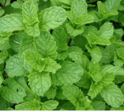 In Shanti we have Peppermint essential oil