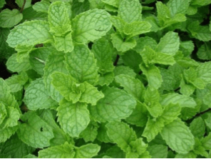 In Shanti we have Peppermint essential oil