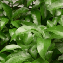 Petitgrain essential oil – Citrus Aurantium Amara (Bitter Orange) Leaf Oil