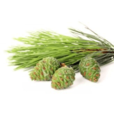 Pine essential oil (Needle) – Pinus Sylvestris (Pine) Leaf Oil