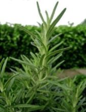 In Shanti we have Rosemary essential oil is a toning essential oil for the body