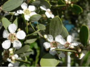 Tea Tree essential oil – Melaleuca Alternifolia (Tea Tree) Leaf Oil
