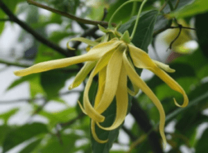 Ylang Ylang Essential Oil – Cananga Odorata Flower Oil