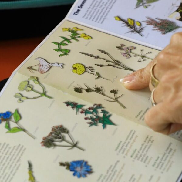 Reportaje: Flores de Bach