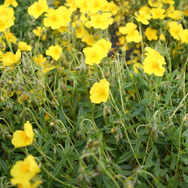 Rock Rose / Serie Flores de Bach