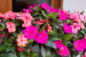 Impatiens – la flor para quienes viven a mil por hora